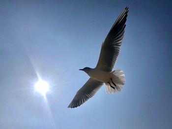 Low angle view of seagull flying in sky