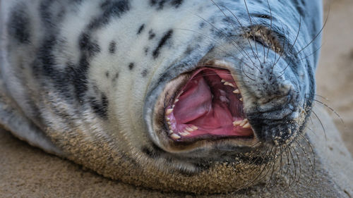 Close-up of cat yawning