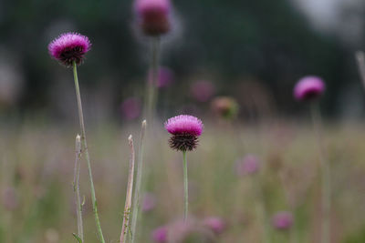 Close-up of pink flowering plant on field