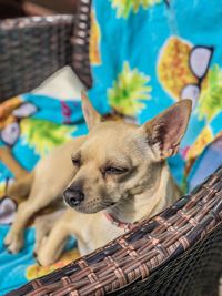 Close-up of dog looking away