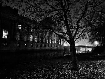 Bare trees in city at night