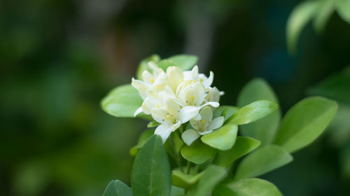 Close-up of white flowers blooming outdoors