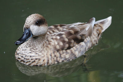 Close-up of grey teal swimming in lake