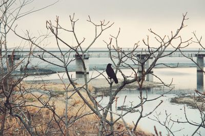 Bird perching on bare tree against sea