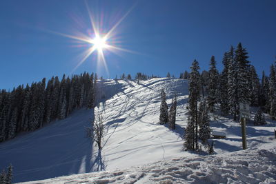 Snow covered trees against sky