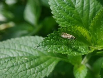 Close-up of insect on leaves