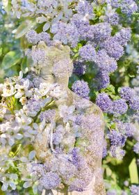 Close-up of purple flowering plant