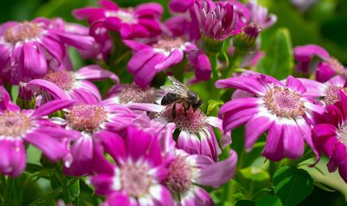 Close-up of honey bee pollinating on pink flowers