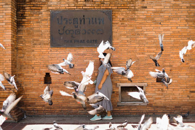 Seagulls flying against brick wall