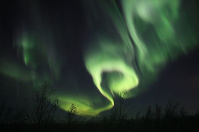 Low angle view of trees against sky at night