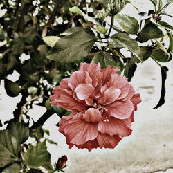 Close-up of flowers blooming outdoors