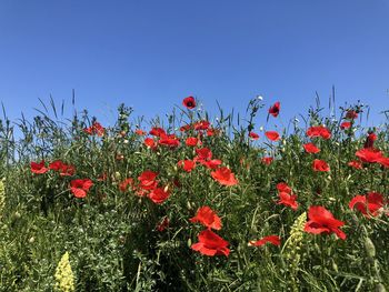 Close-up of red poppies on field against clear blue sky