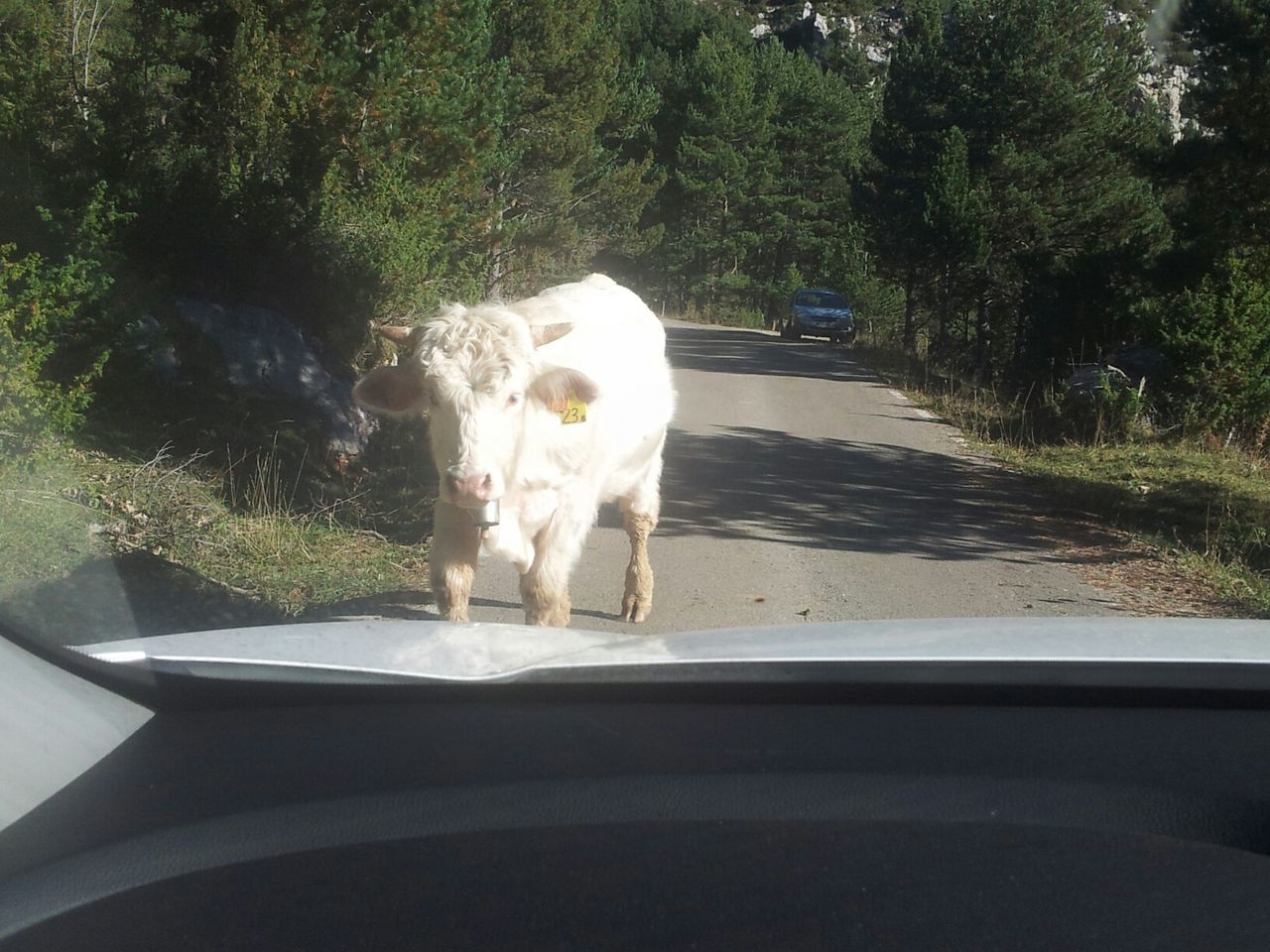 tree, domestic animals, transportation, one animal, animal themes, mammal, car, road, pets, land vehicle, street, mode of transport, dog, day, no people, outdoors, sunlight, white color, growth, plant