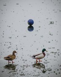 Duck swimming in water