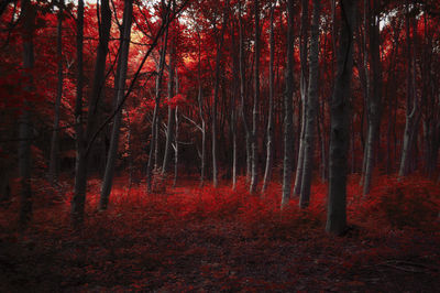 Trees in forest during autumn