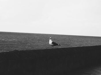 Bird perching on sea against clear sky