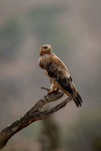 Tawny eagle on wet branch turning head