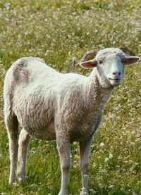 Portrait of sheep standing in farm