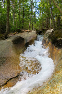 River flowing through forest