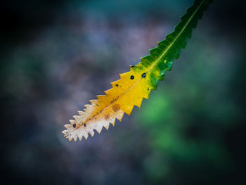 Close-up of yellow leaf on tree