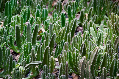 A bed of organ pipe cactus