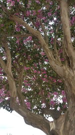 Low angle view of flower tree