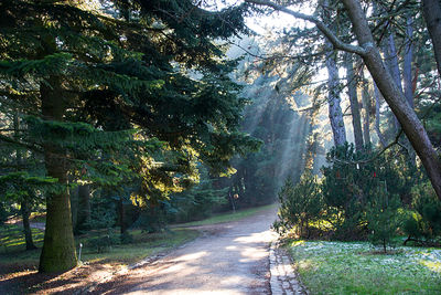 Road amidst trees in forest