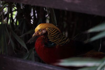 Close-up of bird