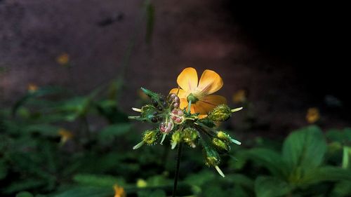 Close-up of yellow flower blooming outdoors