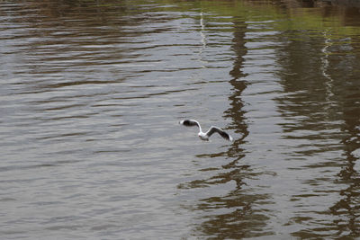 Bird flying over lake