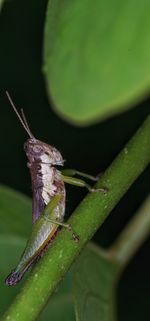 Close-up of insect on plant