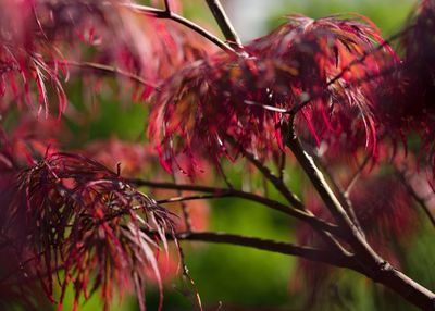 Close-up of raindrops on pink flowering plant