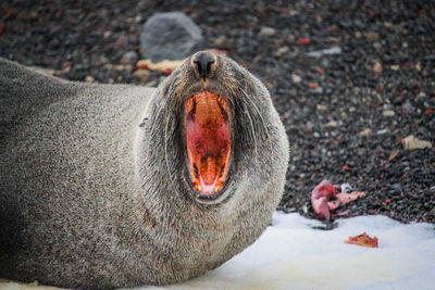 Close-up of an animal on snow