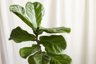 Close-up of fresh green leaves on plant