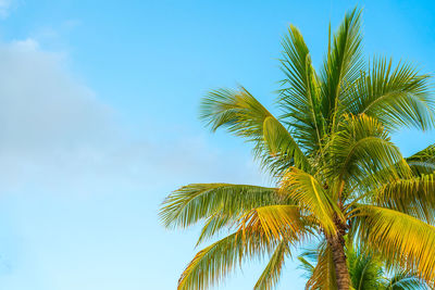 Low angle view of palm tree against blue sky