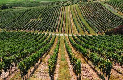 View of vineyard