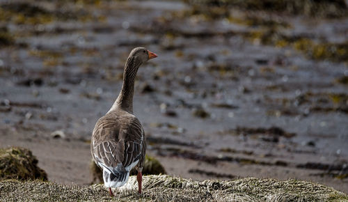 Close-up of bird perching on the land