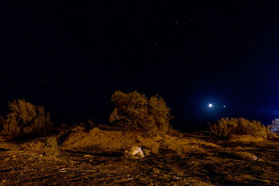 Low angle view of trees against sky at night