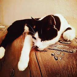 Cat resting on couch