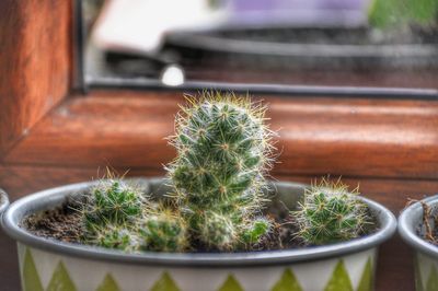 Close-up of potted cactus plant in yard