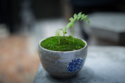 Close-up of potted plant on table