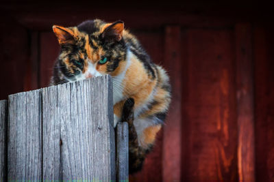 Close-up of cat on wood