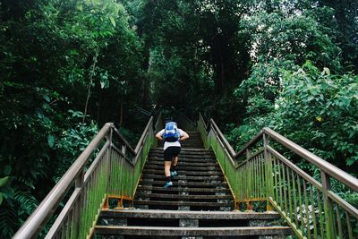 Staircase in forest