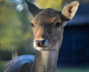 Close-up portrait of deer