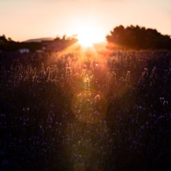 Scenic view of purple flowering plants on field against sky during sunset