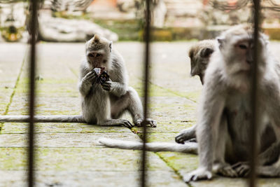 Monkeys on wood