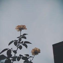 Low angle view of flowering plant against sky