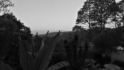 Panoramic view of trees against sky