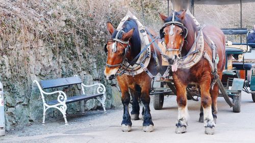 Horse cart on street