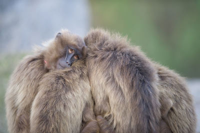 Close-up of a monkey